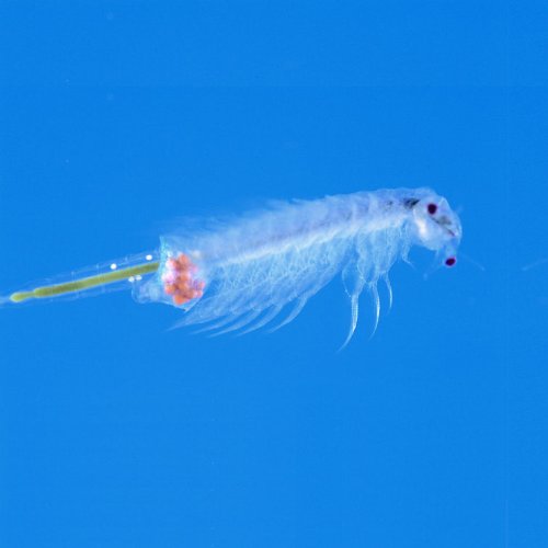 おばけえび饲育観察キット 幽灵虾养殖观察试