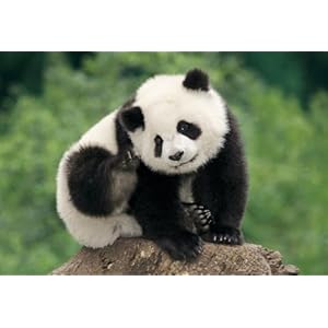 【クリックで詳細表示】300ピース パンダ ぼくのあいさつ 25-132s