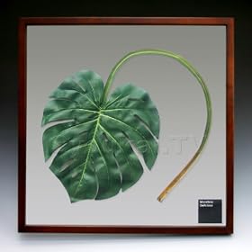 F-style ���[�t�p�l���EMonsthera deliciosa �����X�e���@�f���V�I�T 625x625x30mm