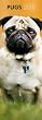 Pugs 2012 Slimline Calendar