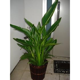 �y���������z���J�o�[�t�����l�̖؁^100cm�O��i8���j