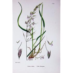 �A���w�� C1902 �U�̃J���X���M�� Avena Elatior ��A���܂�