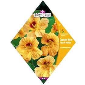 ���C�����t���[�� �i�X�^�[�`���E�� PEACH MELBA dwarf