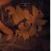 FOREVER LOVE(���񐶎Y�����)(DVD�t)