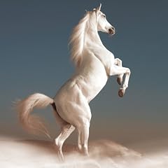 �T���V���C��(�j���[�A���o���E��������)(DVD�t)