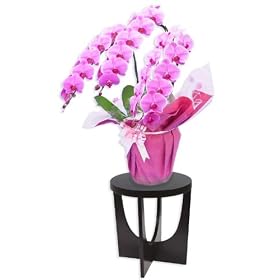 �Ӓ����ʔ� ��� 3�{���� 38�֑O�� �Z���s���N�@�y�S���Ԃ��i�]����u�����s�m���܁v��܁z