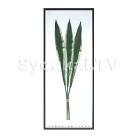 F-style ���[�t�p�l���EPhormium tenax / �j���[�T�C�����@425x1015x30mm 2.8Kg