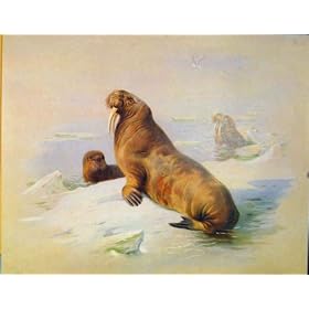 �F�̌Â�������̌|�p Fox �M���ޓ��� C1936 �̗�