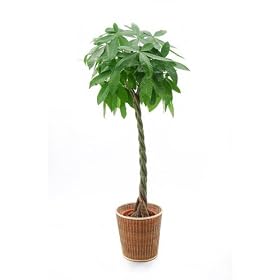 �p�L��10���@��160cm~170cm�@�i�ړ]�E�]���j���ɍœK�I�j