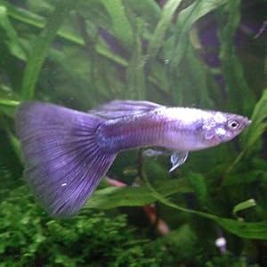 【クリックで詳細表示】熱帯魚 国産グッピー プラチナロシアンパープル 1Pr 【発送予定日：即日～2日】