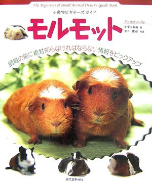 モルモット (小動物ビギナーズガイド)