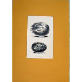 ��ɂ���Ē��F����鍜���i�̈���� C1854 �̒��̗��̃��V�̋�