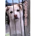 ����������������\���̖��A�D�ɂȂ邽�߂ɐ��܂�Ă����񂶂�Ȃ� (�m���t�B�N�V���� �m��ꂴ�鐢�E)