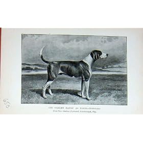 �����ȏё���� 1895 �� Oakley �̂������Ȏ�n�� Foxhound