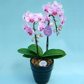 �y��ꉀ�|�z�~�f�B�Ӓ����u���������v2�{����4����