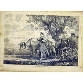 Oxen French Print 1866 �h���V�[ Goethe �̃E�V�̃J�[�g�̏���