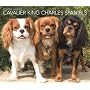For the Love of Cavalier King Charles Spaniels 2009 Calendar