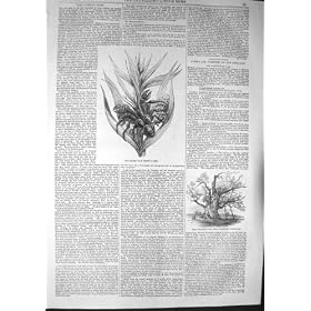1857 �̃��V�K�j�̐A���� Birgus Latro Cowthorpe �̃I�[�N�̖�