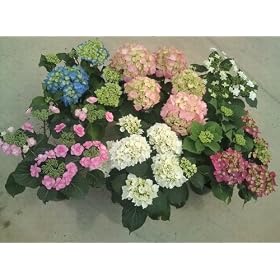 �y���������z  ��̓��Ɂ@�l�C���������S��ރZ�b�g �y�Y�n�����z