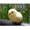 �ς݃Q�[�}�[�̃c���h�P