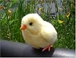 �n�[�g�E�H�[���g�C 1/1�Ђ悱