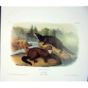 �C���m�� Quadruped �� Audubon �F�̌Â�������̍����i�̌|�p