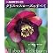 FLOWER OF LIFE HELLEBORES��