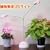 �ƒ�p�A���琬LED�X�^���h �}�C�v�����g MY PLANT WK12-2