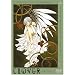 CLOVER [DVD]
