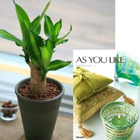 �y���������z�J�^���O�M�t�g(AS YOU LIKE �J�g���A)�ƍK���̖؂̃Z�b�g�y������ ���Ε� �o�Y���j�� ���j�� �@�� �����o�� �������j�� �V�z�j���z