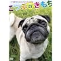 �u�����ł��Ȃ��j�v�̃p�O���E�P��������DVD �u���Ԃ̂������v