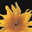 �肢�̎�/���z