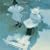 Mint-Electric(���W���P�b�g�d�l)