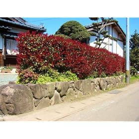 �y6�����͂�ۏ؁z�y���_���؁z���b�h���r���@1.0m�@10�{�Z�b�g�@���������@�y���������Ή��z