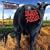 Dude Ranch