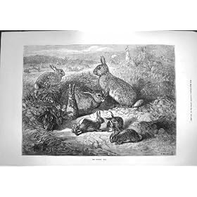 5 �� 1871 ����ʃm�E�T�M�� Leverets �̐��������̈����