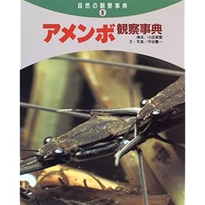 【クリックで詳細表示】アメンボ観察事典 (自然の観察事典) [大型本]