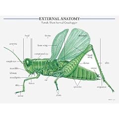 Insects