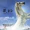 NHK��̓h���}�T���g��