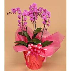 �~�f�B�Ӓ���3�{���E�s���N�@�y���a�����j���A�v���[���g�ɍœK�I�z