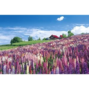 【クリックでお店のこの商品のページへ】パズルの達人 達人検定3級 1500ピース 日本風景 ルピナス咲く丘-北海道
