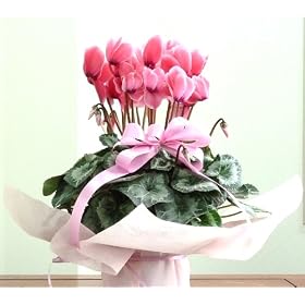 �y�t�����[�M�t�g�z���������@�܂��܂��炫�܂��{�����[�������Ղ���W���s���N�V�N������5���T�C�Y�@�M�t�g���b�s���O�t�y ���a�����A���Ε�A�M�t�g�z