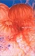 THE JELLY FISH