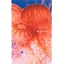 THE JELLY FISH