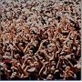 FUJI ROCK FESTIVAL '98 IN TOKYO LIVE