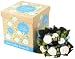 Baby Bunch(�x�r�[�o���`)