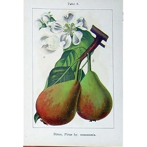 【クリックでお店のこの商品のページへ】花の Sturms 1904 年の Birne Pirus の Communis フルーツの Cydonia