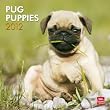 Pug Puppies 2012 Calendar