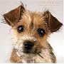 �W�����̏��ȗ�����[���ʊ��S��]~6 Songs for DOG LOVERS~