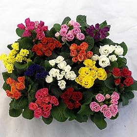 �v������ �L�����f�B �C�� �u���C�h �R���Z�b�g